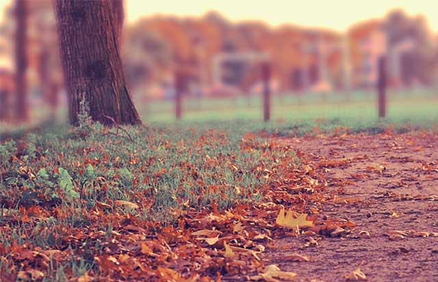 leafy trail in park