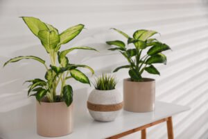 Green potted plants in light room. Home decoration